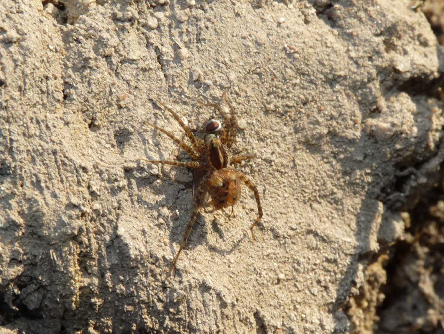 Pardosa sp.